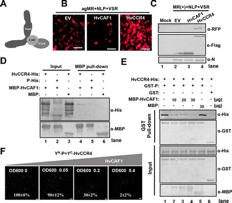 hvccr|CCR4, a RNA decay factor, is hijacked by a plant cytorhabdovirus .